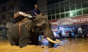 Voi lội nước lũ tiếp tế cho người dân Chiang Mai