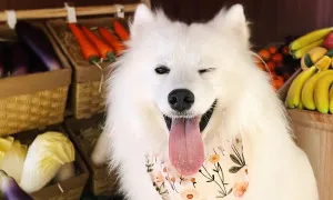 Xu hướng cho thú cưng 'đi làm' ở Trung Quốc